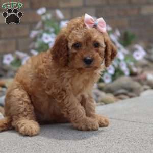 Hailey, Mini Goldendoodle Puppy
